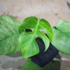 -TGK-/Monstera deliciosa mint variegata Brazilian form / モンステラ ミント斑入 ブラジリアンフォーム！ - 画像 (8)