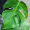 -TGK-/Monstera deliciosa mint variegata Brazilian form / モンステラ ミント斑入 ブラジリアンフォーム！ - 画像 (7)