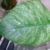 -TGK-/Monstera deliciosa mint variegata Brazilian form / モンステラ ミント斑入 ブラジリアンフォーム！ - 画像 (6)