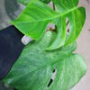 -TGK-/Monstera deliciosa mint variegata Brazilian form / モンステラ ミント斑入 ブラジリアンフォーム！ - 画像 (5)