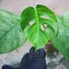 -TGK-/Monstera deliciosa mint variegata Brazilian form / モンステラ ミント斑入 ブラジリアンフォーム！ - 画像 (4)