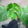 -TGK-/Monstera deliciosa mint variegata Brazilian form / モンステラ ミント斑入 ブラジリアンフォーム！ - 画像 (3)