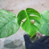 -TGK-/Monstera deliciosa mint variegata Brazilian form / モンステラ ミント斑入 ブラジリアンフォーム！ - 画像 (2)