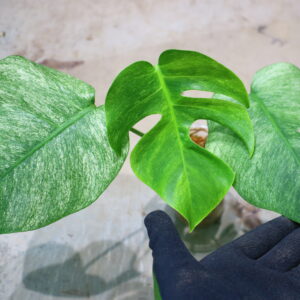 -TGK-/Monstera deliciosa mint variegata Brazilian form / モンステラ ミント斑入 ブラジリアンフォーム！