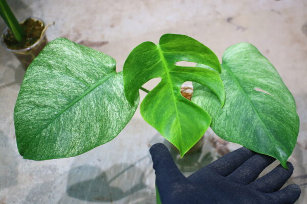 -TGK-/Monstera deliciosa mint variegata Brazilian form / モンステラ ミント斑入 ブラジリアンフォーム！