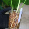 -TGK-/Monstera deliciosa mint variegata Brazilian form / モンステラ ミント斑入 ブラジリアンフォーム！ - 画像 (9)
