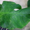 🦍-TGK-r3012s -🦍 / Monstera deliciosa mutation yellow variegated from Japan/国内実生増殖株管理No.3 - 画像 (3)