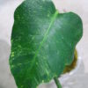 🦍-TGK-r3012s -🦍 / Monstera deliciosa mutation yellow variegated from Japan/国内実生増殖株管理No.3 - 画像 (4)