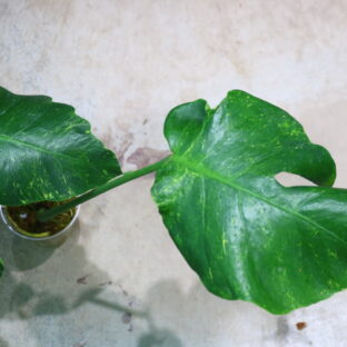 🦍-TGK-r3012s -🦍 / Monstera deliciosa mutation yellow variegated from Japan/国内実生増殖株管理No.3