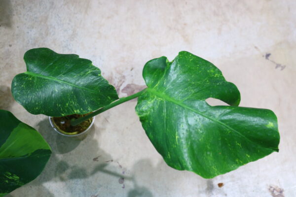 🦍-TGK-r3012s -🦍 / Monstera deliciosa mutation yellow variegated from Japan/国内実生増殖株管理No.3