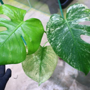 🦍-TGK-r03010-🦍 /Monstera deliciosa ‘White Monster’ /モンステラ デリシオーサ 'ホワイトモンスター'