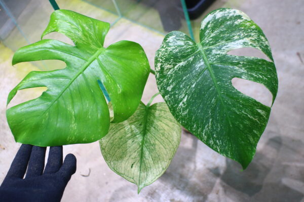 🦍-TGK-r03010-🦍 /Monstera deliciosa ‘White Monster’ /モンステラ デリシオーサ 'ホワイトモンスター'