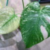 🦍-TGK-r03010-🦍 /Monstera deliciosa ‘White Monster’ /モンステラ デリシオーサ 'ホワイトモンスター' - 画像 (2)