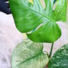 🦍-TGK-r03010-🦍 /Monstera deliciosa ‘White Monster’ /モンステラ デリシオーサ 'ホワイトモンスター' - 画像 (4)