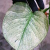 🦍-TGK-r03010-🦍 /Monstera deliciosa ‘White Monster’ /モンステラ デリシオーサ 'ホワイトモンスター' - 画像 (5)