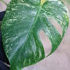 🦍-TGK-r03010-🦍 /Monstera deliciosa ‘White Monster’ /モンステラ デリシオーサ 'ホワイトモンスター' - 画像 (3)