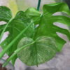 🦍-TGK-r03010-🦍 /Monstera deliciosa ‘White Monster’ /モンステラ デリシオーサ 'ホワイトモンスター' - 画像 (6)
