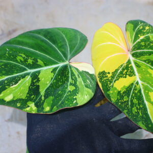 -TGK-r60402-/フィロデンドロン グロリオーサム ‘トリコロール‘ 斑入り/ Philodendron gloriosum ‘Tricolor’ variegated