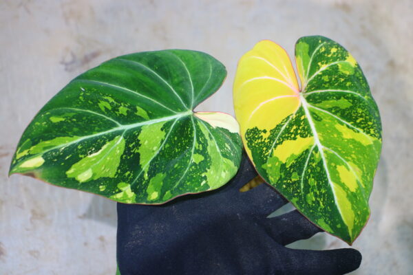 -TGK-r60402-/フィロデンドロン グロリオーサム ‘トリコロール‘ 斑入り/ Philodendron gloriosum ‘Tricolor’ variegated