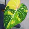 -TGK-r60402-/フィロデンドロン グロリオーサム ‘トリコロール‘ 斑入り/ Philodendron gloriosum ‘Tricolor’ variegated - 画像 (5)