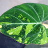 -TGK-r60402-/フィロデンドロン グロリオーサム ‘トリコロール‘ 斑入り/ Philodendron gloriosum ‘Tricolor’ variegated - 画像 (6)