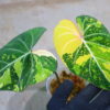-TGK-r60402-/フィロデンドロン グロリオーサム ‘トリコロール‘ 斑入り/ Philodendron gloriosum ‘Tricolor’ variegated - 画像 (4)