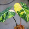 -TGK-r60402-/フィロデンドロン グロリオーサム ‘トリコロール‘ 斑入り/ Philodendron gloriosum ‘Tricolor’ variegated - 画像 (3)