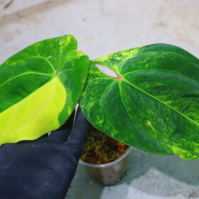 🦍-TGK-r40206-🦍 / Anthurium papillilaminum variegated パピリラミナム斑入り