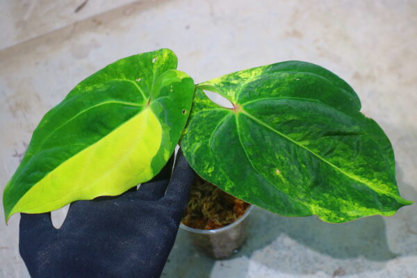 🦍-TGK-r40206-🦍 / Anthurium papillilaminum variegated パピリラミナム斑入り