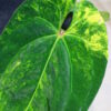 🦍-TGK-r40206-🦍 / Anthurium papillilaminum variegated パピリラミナム斑入り - 画像 (3)