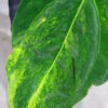 🦍-TGK-r40206-🦍 / Anthurium papillilaminum variegated パピリラミナム斑入り - 画像 (4)