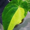 🦍-TGK-r40206-🦍 / Anthurium papillilaminum variegated パピリラミナム斑入り - 画像 (5)