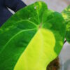 🦍-TGK-r40206-🦍 / Anthurium papillilaminum variegated パピリラミナム斑入り - 画像 (6)