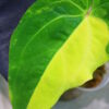 🦍-TGK-r40206-🦍 / Anthurium papillilaminum variegated パピリラミナム斑入り - 画像 (7)