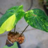 🦍-TGK-r40206-🦍 / Anthurium papillilaminum variegated パピリラミナム斑入り - 画像 (10)