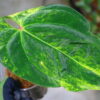 🦍-TGK-r40206-🦍 / Anthurium papillilaminum variegated パピリラミナム斑入り - 画像 (8)