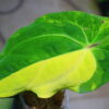 🦍-TGK-r40206-🦍 / Anthurium papillilaminum variegated パピリラミナム斑入り - 画像 (9)