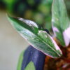 🦍 -TGK-r60402- 🦍 / Philodendron ‘Pink Princess’ mutation /フィロデンドロン ピンクプリンセス ミューテーション - 画像 (7)
