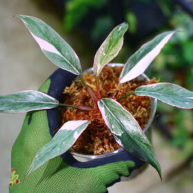 🦍 -TGK-r60402- 🦍 / Philodendron ‘Pink Princess’ mutation /フィロデンドロン ピンクプリンセス ミューテーション