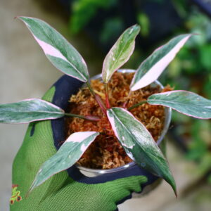 🦍 -TGK-r60402- 🦍 / Philodendron ‘Pink Princess’ mutation /フィロデンドロン ピンクプリンセス ミューテーション
