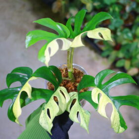 🦍 -TGK-r60402- 🦍 /Rhaphidophora tetrasperma ‘White Monster’/ラフィドフォラ テトラスペルマ　'ホワイトモンスター'