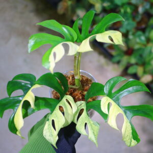 🦍 -TGK-r60402- 🦍 /Rhaphidophora tetrasperma ‘White Monster’/ラフィドフォラ テトラスペルマ　'ホワイトモンスター'