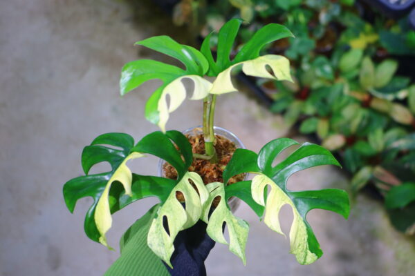 🦍 -TGK-r60402- 🦍 /Rhaphidophora tetrasperma ‘White Monster’/ラフィドフォラ テトラスペルマ　'ホワイトモンスター'