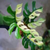 🦍 -TGK-r60402- 🦍 /Rhaphidophora tetrasperma ‘White Monster’/ラフィドフォラ テトラスペルマ　'ホワイトモンスター' - 画像 (12)