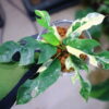 🦍 -TGK-r60402- 🦍 / Rhaphidophora tetrasperma 'White Monster' 〔 narrow leaf type 〕 / ラフィドフォラ テトラスペルマ 'ホワイトモンスター' 〔ナローリーフタイプ〕 - 画像 (2)