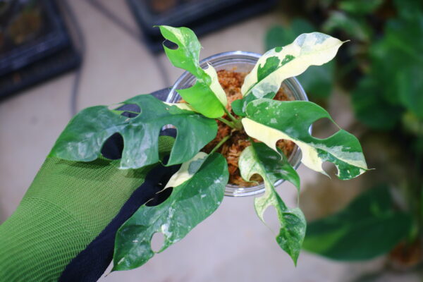 🦍 -TGK-r60402- 🦍 / Rhaphidophora tetrasperma 'White Monster' 〔 narrow leaf type 〕 / ラフィドフォラ テトラスペルマ 'ホワイトモンスター' 〔ナローリーフタイプ〕