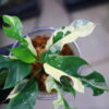 🦍 -TGK-r60402- 🦍 / Rhaphidophora tetrasperma 'White Monster' 〔 narrow leaf type 〕 / ラフィドフォラ テトラスペルマ 'ホワイトモンスター' 〔ナローリーフタイプ〕 - 画像 (3)