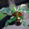 🦍 -TGK-r60402- 🦍 / Rhaphidophora tetrasperma 'White Monster' 〔 narrow leaf type 〕 / ラフィドフォラ テトラスペルマ 'ホワイトモンスター' 〔ナローリーフタイプ〕 - 画像 (6)