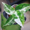 Aglaonema picutum variegated from Aceh Sumatra 🦍-TGK-RIIX0044LH-🦍  / アグラオネマピクタム斑入り/TGK輸入便 - 画像 (2)