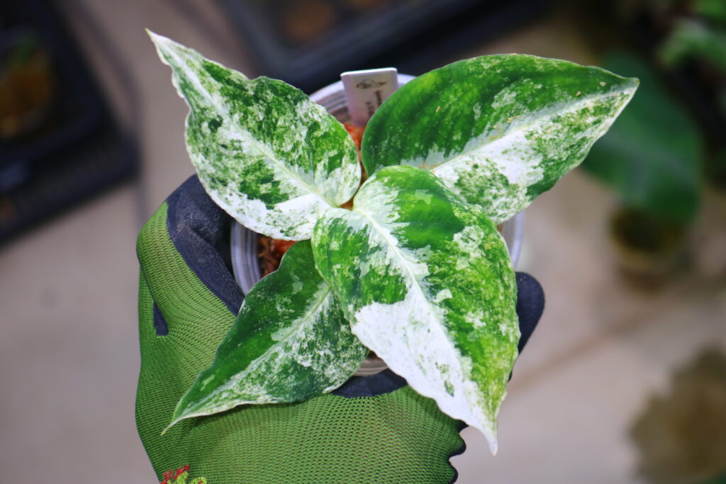 【タグ付き】Aglaonema アグラオネマ ビッタータム HW0824-06 タグ付き】Aglaonema アグラオネマ ビッタータム HW0824-06